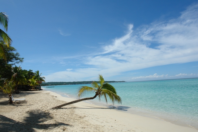   , ,  (Negril beach a palm tree - picturesc picture, Negril Jamaica) 